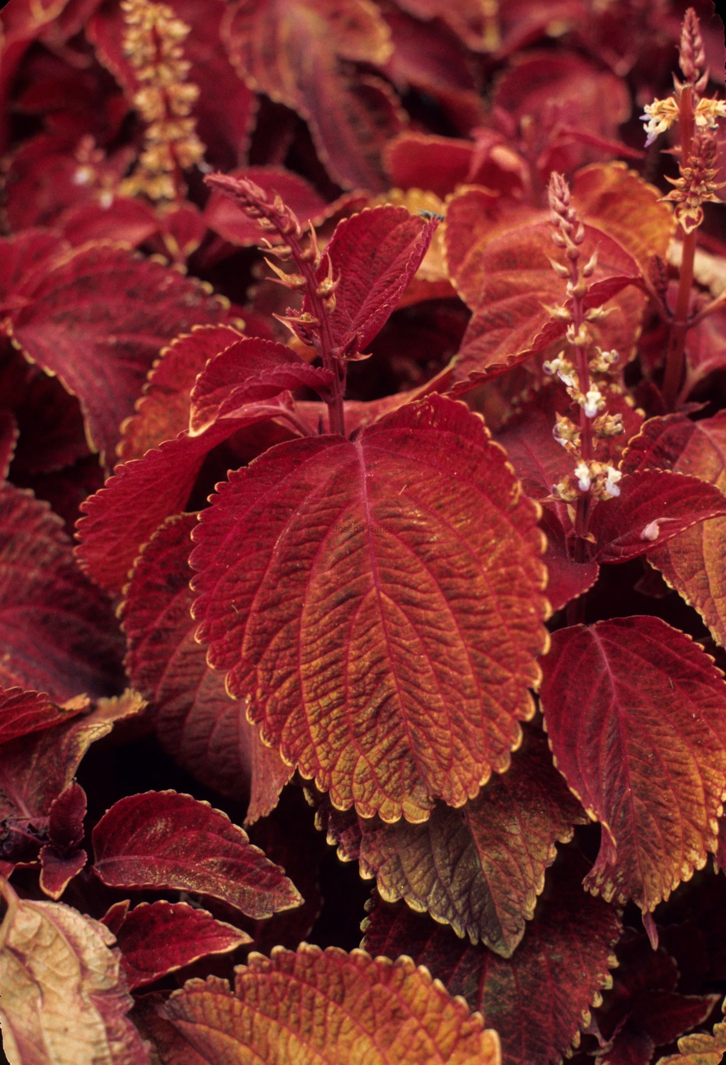 Coleus Wizard Velvet Red