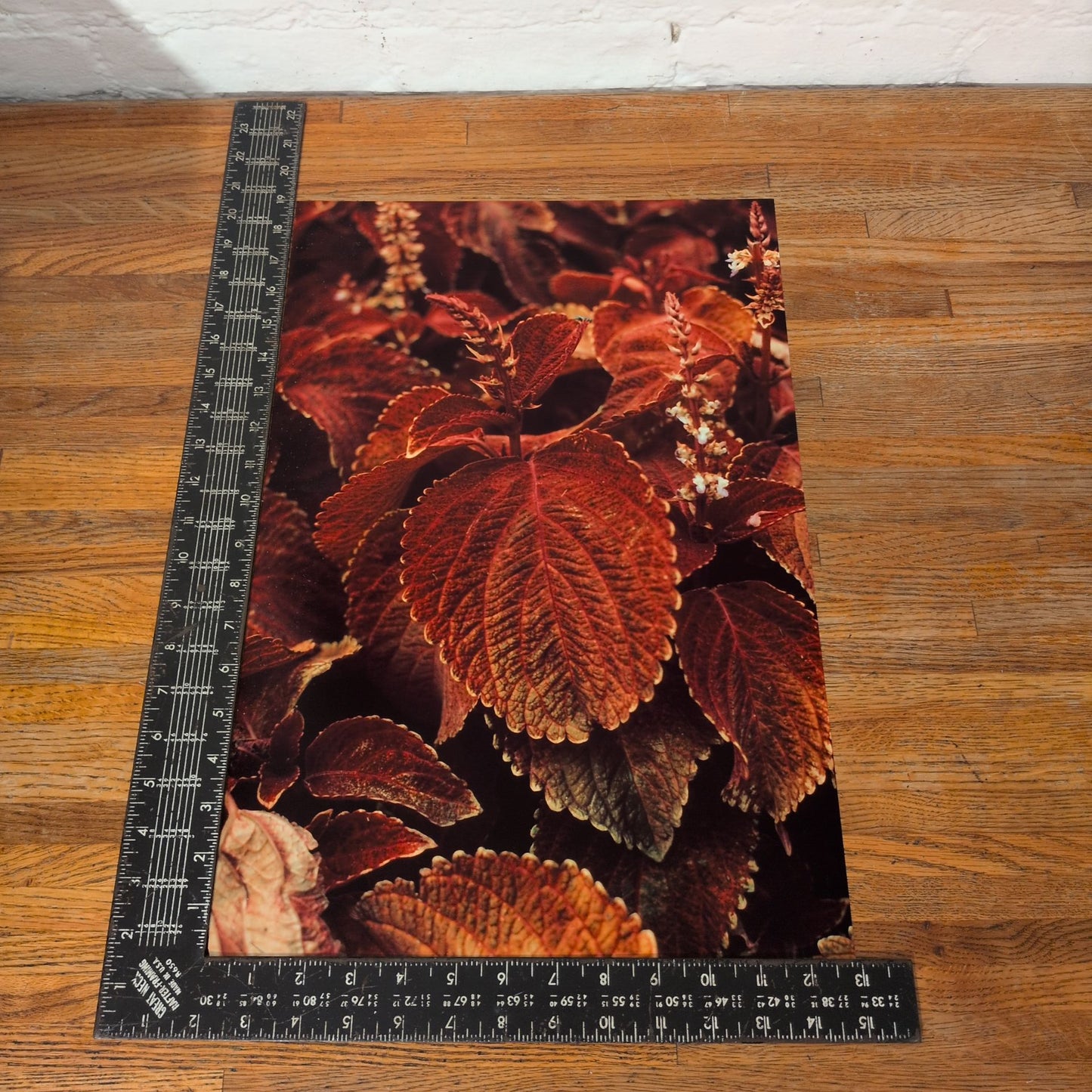 Coleus Wizard Velvet Red