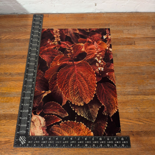 Coleus Wizard Velvet Red